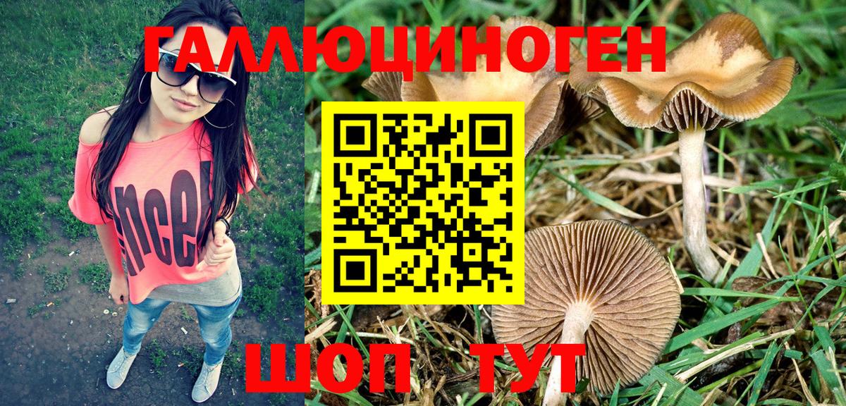Галлюциногенные грибы прущие грибы  Псилоцибиновые грибы MAGIC MUSHROOMS  Вход с VPN  Шадринск 